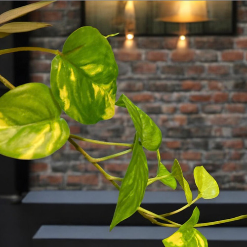 光触媒 人工観葉植物 ウォールグリーン フェイクグリーン マーブル