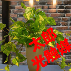 光触媒 人工観葉植物 ウォールグリーン フェイクグリーン ガジュマル