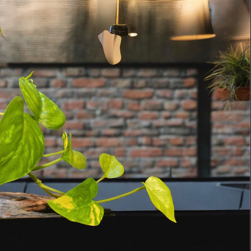 光触媒　人工観葉植物　ウォールグリーン　フェイクグリーン　マーブルポトスヘゴ 光触媒 人工観葉植物 ウォールグリーン フェイクグリーン マーブル