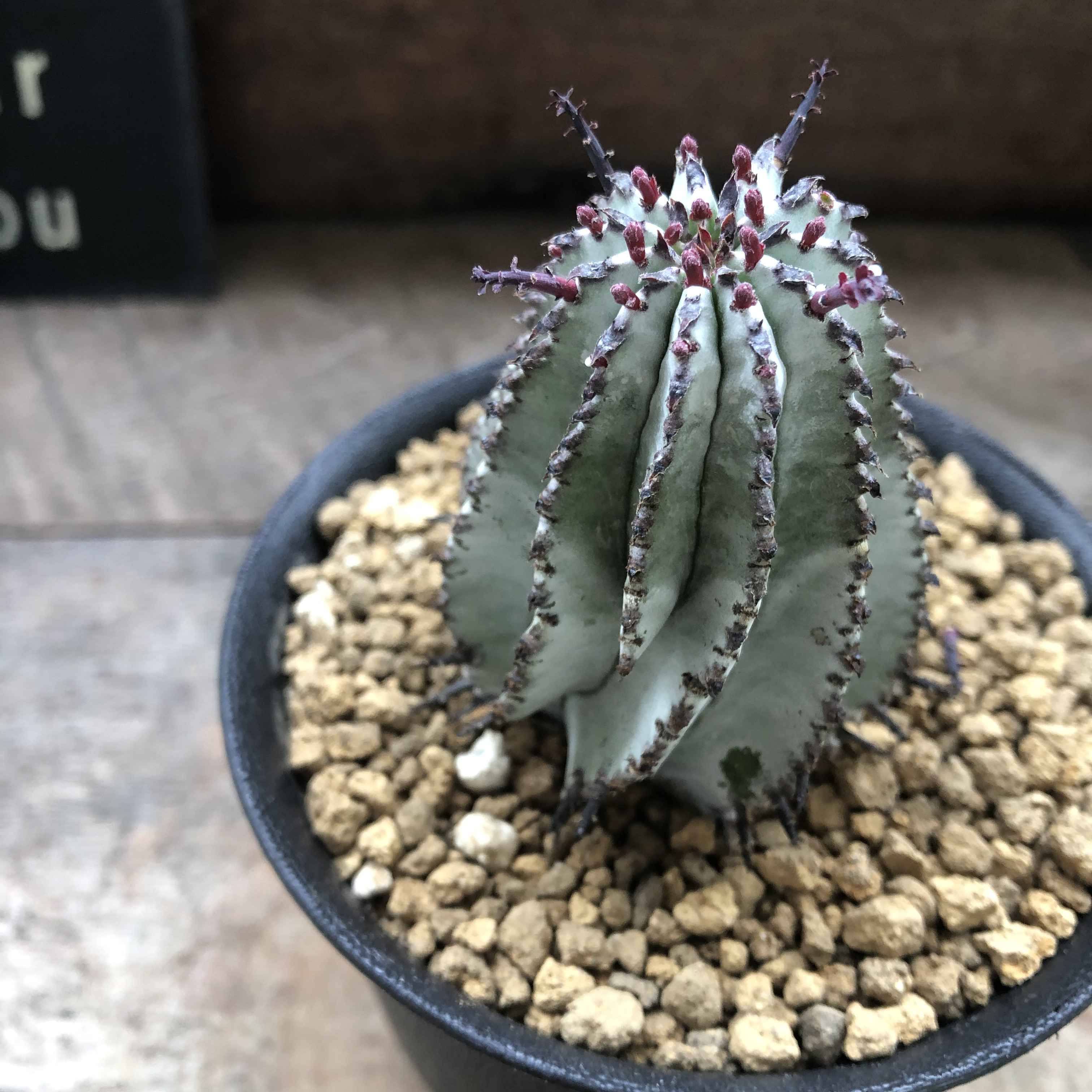 白衣ポリゴナ♡ユーフォルビア♡多肉植物♡立派♡インテリア