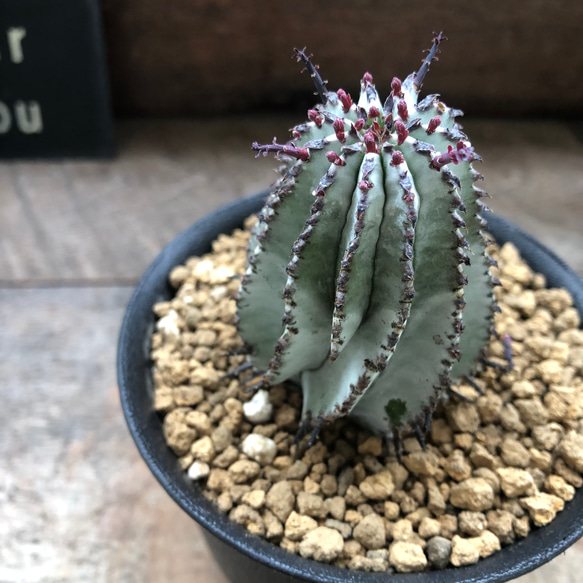 白衣ポリゴナ♡ユーフォルビア♡多肉植物♡立派♡インテリア アート