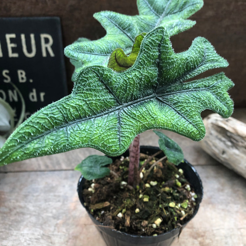 熱帯植物　‼️希少‼️　アロカシア　ジャックリン　バリエガータ 熱帯植物 ‼️希少‼️ アロカシア ジャックリン バリエガータ