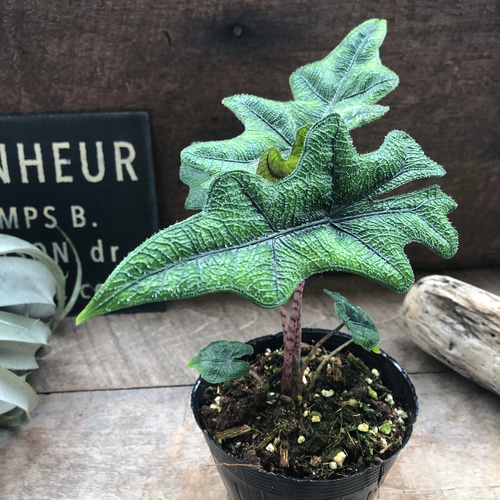 ジャックリン♡アロカシア♡ジャクリン♡観葉植物 希少 珍しい