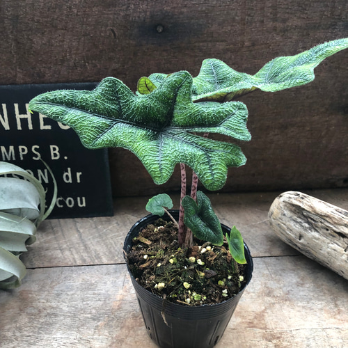 ジャックリン♡アロカシア♡ジャクリン♡観葉植物 希少 珍しい