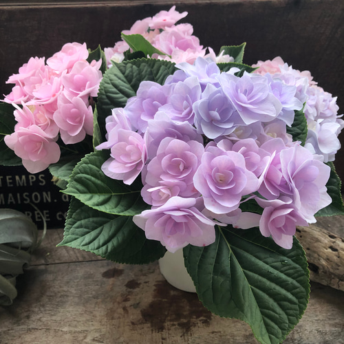 フルーリン♡マーブル色♡アジサイ♡八重咲き♡紫陽花♡ガーデニング