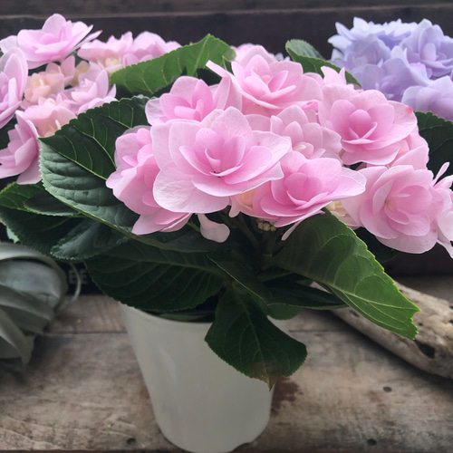 フルーリン♡マーブル色♡アジサイ♡八重咲き♡紫陽花♡ガーデニング