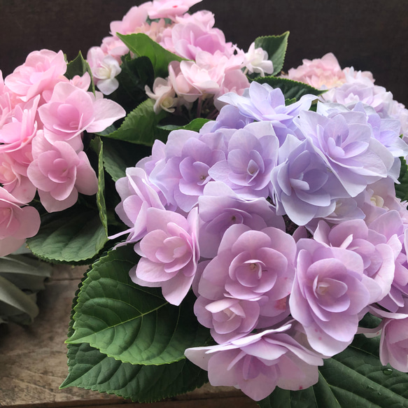 (ᵔᴥᵔ)かわいいお庭♡紫陽花　八重咲き♡挿し穂♡アンティーク好きなカラー♡ 匿名発送 紫陽花 アジサイ 八重 挿し木 挿し穂 2本 発根済1本