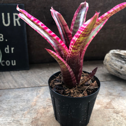 現品］84番 アロエ ディコトマ 8号 観葉植物 室内 屋外 おしゃれ