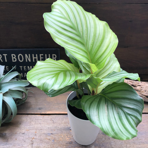 4号♡オルビフォリア♡カラテア♡風水♡観葉植物♡インテリア リース