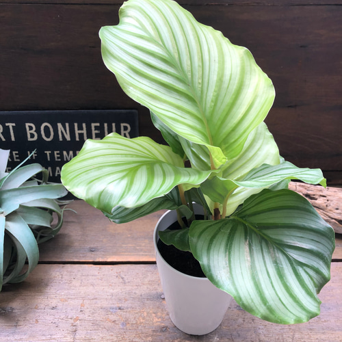 4号♡オルビフォリア♡カラテア♡風水♡観葉植物♡インテリア リース