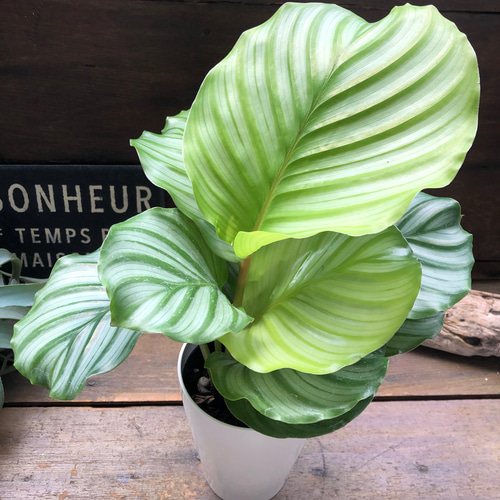 4号♡オルビフォリア♡カラテア♡風水♡観葉植物♡インテリア リース