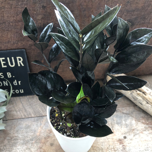 レイヴン♡超希少♡4.5号♡黒い観葉植物♡ザミオクルカス♡ アート