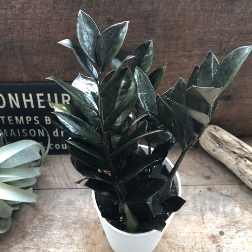 レイヴン♡超希少♡4.5号♡黒い観葉植物♡ザミオクルカス♡ アート