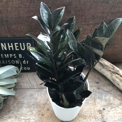 86a9ad69d8461a1c86a06654f609e5