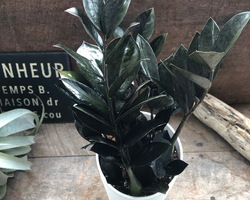 86a9ad69d8461a1c86a06654f609e5