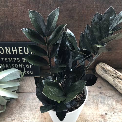 レイヴン♡超希少♡4.5号♡黒い観葉植物♡ザミオクルカス♡ アート