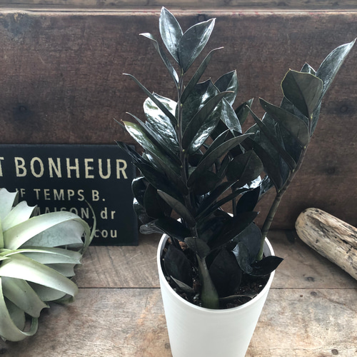 レイヴン♡超希少♡4.5号♡黒い観葉植物♡ザミオクルカス♡ アート