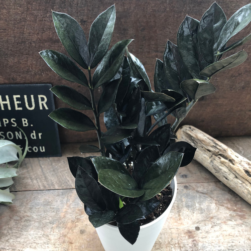レイヴン♡超希少♡4.5号♡黒い観葉植物♡ザミオクルカス♡ アート