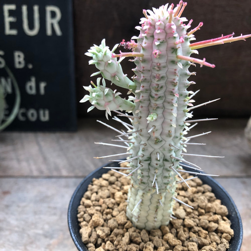 ♡ミリクトロン♡白樺キリン♡紅葉する多肉植物♡ユーフォルビア