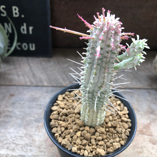♡ミリクトロン♡白樺キリン♡紅葉する多肉植物♡ユーフォルビア