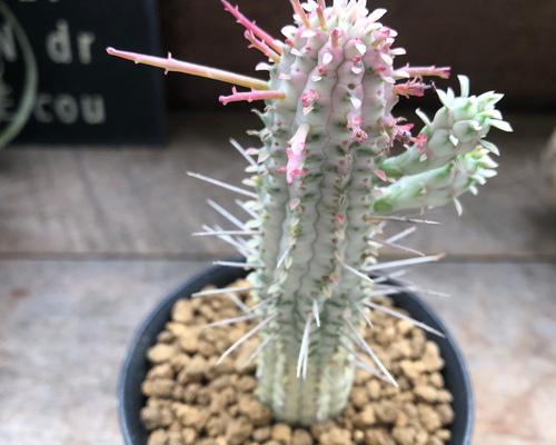 ♡ミリクトロン♡白樺キリン♡紅葉する多肉植物♡ユーフォルビア