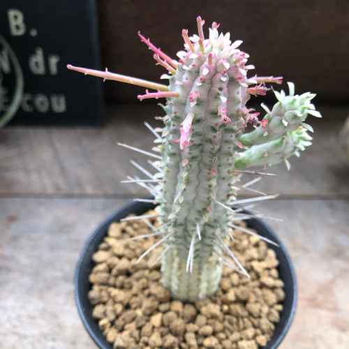 ♡ミリクトロン♡白樺キリン♡紅葉する多肉植物♡ユーフォルビア