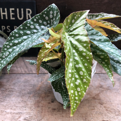 ベゴニア ホワイトアイス バリエガータ 2株寄せ植え ベゴニア