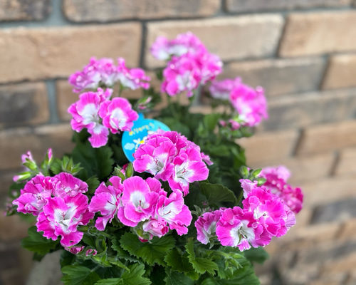 ad0cbaeb1b8891d83def1517d485dc