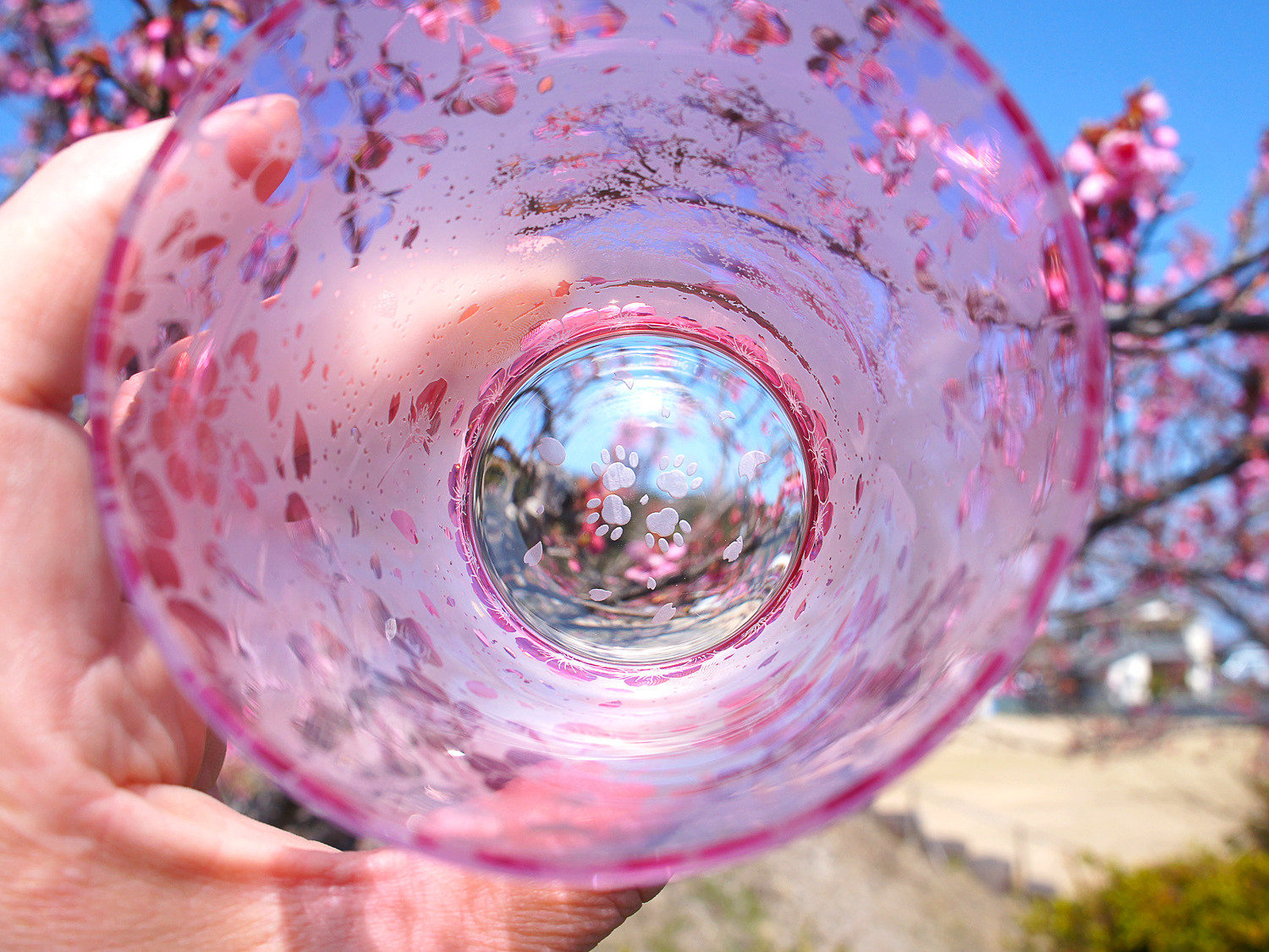 一本桜の猫物語シャボン