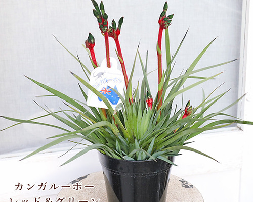 白紫陽花とスモークツリー カンガルーポーの花束 切花 白紫陽花と