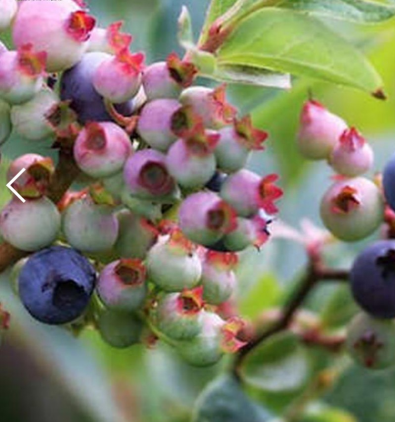 ブルーベリー【グロリア大苗】大粒で糖度が高く酸味少ない4月開花  樹形の美しい品種実物画像追加予定