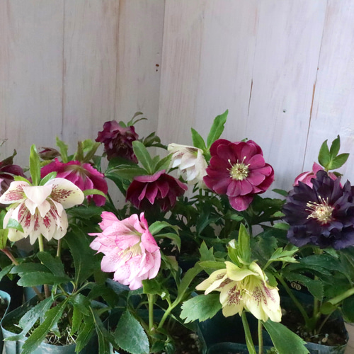 甘い香りダッチェス デ パルメパルマスミレダブル咲き花芽二つ寒さ強し