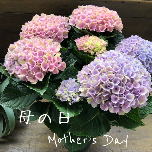 ■新品種■ポージィブーケエリー アジサイ 5号鉢■紫陽花 八重咲 てまり咲き Amazon｜ポージィ ブーケ エリー マーブル アジサイ 紫陽花