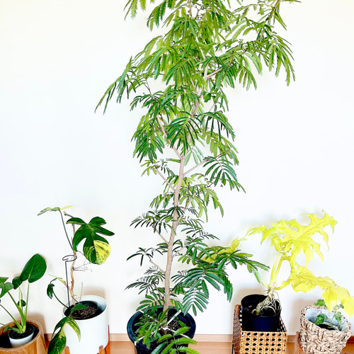 人気》エバーフレッシュ ネムノキ 幹太 XLサイズ 観葉植物 calm cafe
