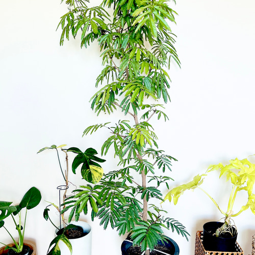 【幹太♥高さ70cm！大型】エバーフレッシュ ネムノキ 曲がり 幹太♥高さ70cm！大型】エバーフレッシュ ネムノキ 曲がり 幹太♥高さ