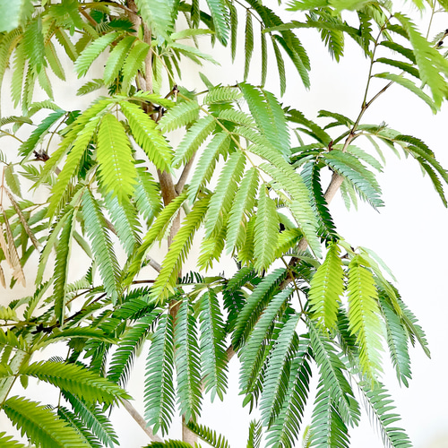 【幹太め♥新芽かなり動いてます】エバーフレッシュ ネムノキ 大型 幹太め♥新芽かなり動いてます】エバーフレッシュ ネムノキ 大型