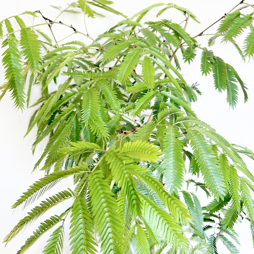 エバーフレッシュ ネムノキ 曲がり 観葉植物 大型 室内 calm cafe エバーフレッシュ ネムノキ 曲がり 逸品 観葉植物 大型 calm