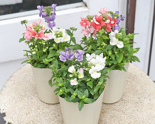 花ネズミ 花苗 宿根 ネメシア ミックス 3色植え 2.5号ポット 多年草
