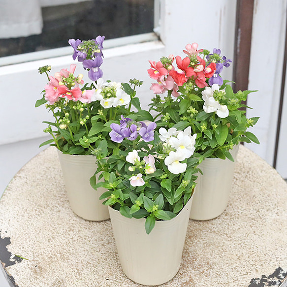 花苗 宿根 ネメシア ミックス 3色植え 2.5号ポット 多年草 四季咲き