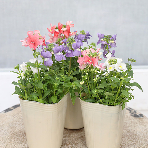 花苗 宿根 ネメシア ミックス 3色植え 2.5号ポット 多年草 四季咲き