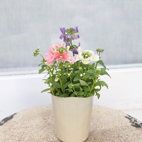 猫柴です。多彩な色の花 3種セット 52313ea8e19c6c3cf4301b5b79c591