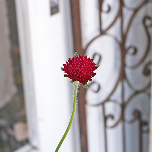 花苗 宿根 クナウティア レッドナイト 赤花 マツムシソウ 3.5号