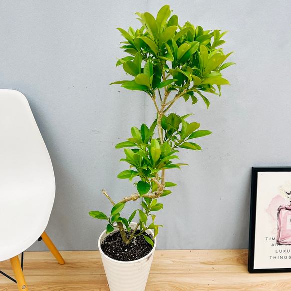 現品　ファグラエア　ベルテロアナ　曲がり　観葉植物　室内　インテリアグリーン ファグラエア ベルテロアナ 曲がり 観葉植物 室内 インテリアグリーン