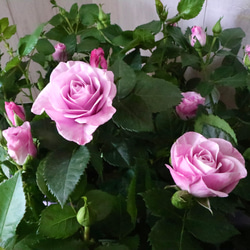 ブルー系♡モーニングブルー♡オプティマ♡ミニバラ♡ アートフラワー