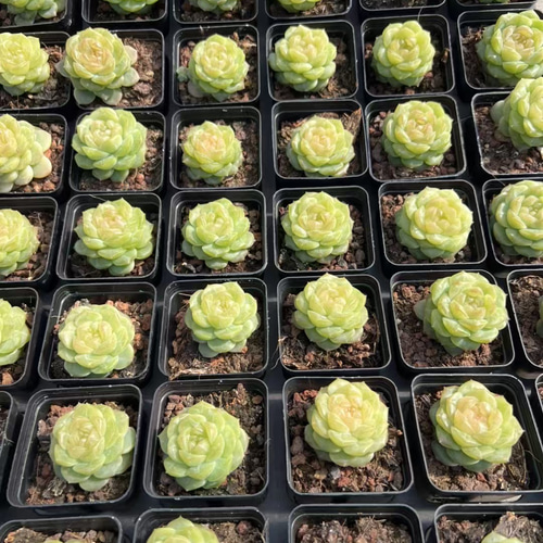 高級苗　日本初登場　多肉植物　エケベリア　無尽灯　むじん‐とう　抜き苗　1株 新入荷 高級苗 日本初登場 多肉植物 エケベリア 無尽灯 むじん