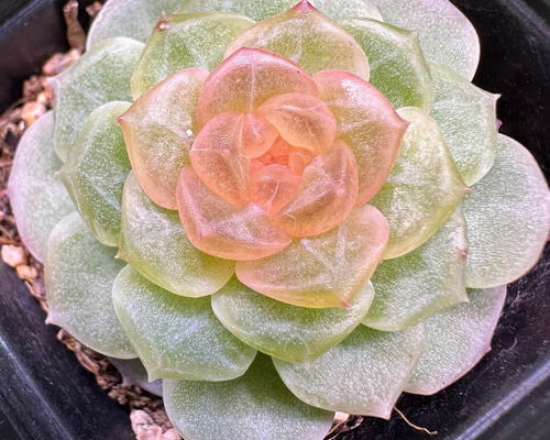 高級苗　日本初登場　多肉植物　エケベリア　無尽灯　むじん‐とう　抜き苗　1株 f41b93ba00f24cc1632609852bc78f