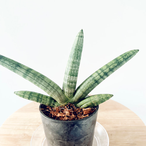 EMP サンセベリア Saigon / 最後の写真が成長株です SA353 サンセベリア サイゴン 「Sansevieria Saigon (by Unyamanee