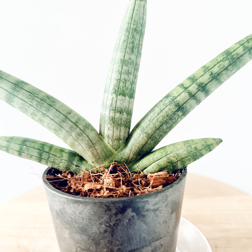 人気》サンスベリア ボンセレシス Sサイズ 観葉植物 calm cafe 多肉