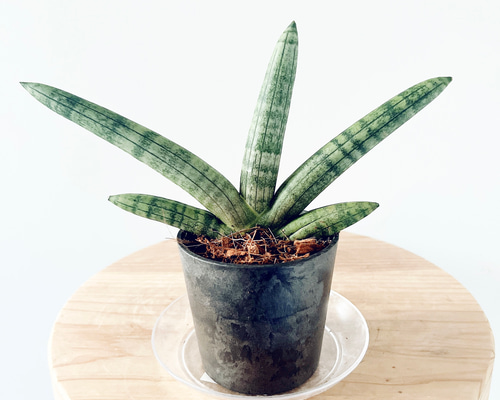 人気》サンスベリア ボンセレシス Sサイズ 観葉植物 calm cafe 多肉