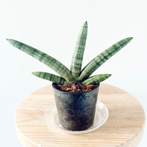 人気》サンスベリア ボンセレシス Sサイズ 観葉植物 calm cafe 多肉